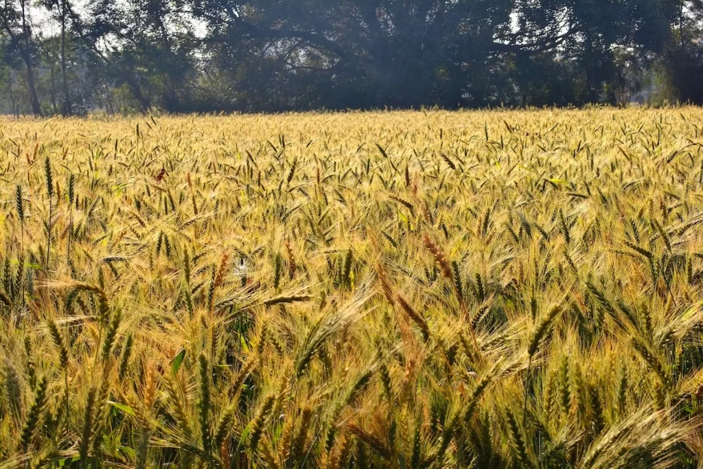 Agriculture of India
